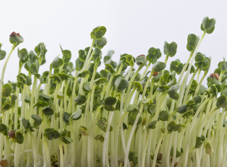 Broccoli Sprouts