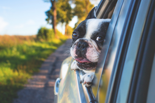 The Growing Global Pet Market