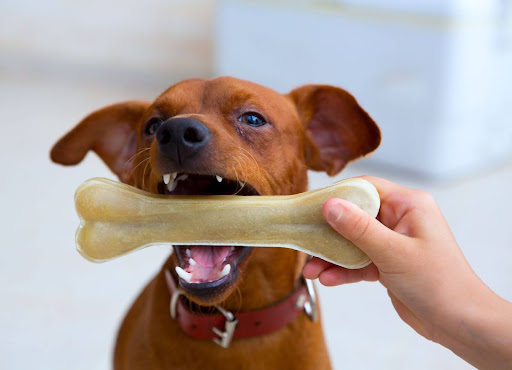 Summer Pet Care: 5 Must-Have Nutrients for Your Furry Friends!
